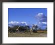 Giraffe, Giraffa Camelopardalis, Moremi Wildlife Reserve, Botswana, Africa by Thorsten Milse Limited Edition Print