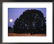 Full Moon Behind A Tree by Fogstock Llc Limited Edition Print