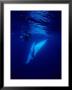 Humpback Whale, With Diver, Polynesia by Gerard Soury Limited Edition Print