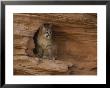 A Young Mountain Lion Rests In A Rocky Niche by Norbert Rosing Limited Edition Print