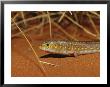 A Leopard Ctenotus Skink Resting In Red Desert Sand by Jason Edwards Limited Edition Print