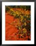 Oval Leaf Cassia (Cassia Oliophylla) In Outback Sand, Australia by John Banagan Limited Edition Print