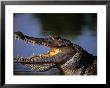 Nile Crocodile (Crocodylus Niloticus), Paga, Ghana by Ariadne Van Zandbergen Limited Edition Pricing Art Print