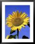Helianthus Annus Sunspot (Sunflower) Blue Sky Background by Juliet Greene Limited Edition Print