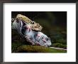 A Black Timber Rattlesnake Swallows A White-Footed Mouse by Bianca Lavies Limited Edition Print