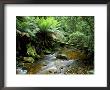 Nelson Creek, Franklin Gordon Wild Rivers National Park, Tasmania, Australia by Rob Tilley Limited Edition Print