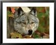 Timber Wolf, Close-Up Portrait In Autumn Foliage, Usa by Mark Hamblin Limited Edition Print