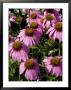 Group Of Echinacea Flowers, Groton, Connecticut by Todd Gipstein Limited Edition Print