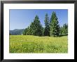 Typical Scene In The Schwarzwald (Black Forest), Baden-Wurttemberg, Germany, Europe by Gavin Hellier Limited Edition Print