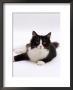 Domestic Cat, 6-Month, Black-And-White Semi-Longhaired Female Cat Lying On Floor by Jane Burton Limited Edition Print