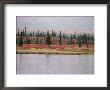 Trumpeter Swans (Cygnus Cygnus Buccinator) On Lake, Denali National Park, Alaska by Tom Mangelsen Limited Edition Print