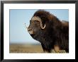 Musk Ox Bull On The North Slope Of The Brooks Range, Alaska, Usa by Steve Kazlowski Limited Edition Print