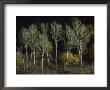 Aspen Trees Stand Barren Late In The Fall by Joel Sartore Limited Edition Print