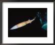 Giant Or Humboldt Squid Swimming By Jet Propulsion Under A Boat by Brian J. Skerry Limited Edition Pricing Art Print