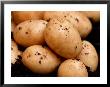 Baby New Carlingford Potato, Close-Up Of Potatoes On Soil by Susie Mccaffrey Limited Edition Pricing Art Print
