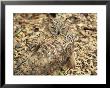 Owl Camouflaged By Leaves by Lee Frost Limited Edition Print