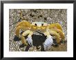 Ghost Crab, Also Known As Sand Crab, Parque Nacional Dos Lencois Maranhenses, Lencois Maranhenses by Marco Simoni Limited Edition Print