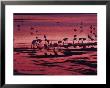 Flamingoes Feeding At Laguna Colorada, Reserva Nacional Eduardo Avaroa, Los Lipez, Bolivia by Marco Simoni Limited Edition Pricing Art Print