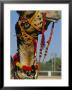 Camel Adorned With Colourful Tassels, Bikaner Desert Festival, Rajasthan State, India by Marco Simoni Limited Edition Print