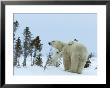 Polar Bear (Ursus Maritimus) Mother With Twin Cubs, Wapusk National Park, Churchill, Manitoba by Thorsten Milse Limited Edition Print