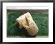 Sushi Appetizer Of Salmon And Asparagas In Rice And Sesame Parcel, Japan by Aaron Mccoy Limited Edition Print