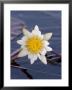 Water Lily, Nymphaea Caerulea, Chobe River, Chobe National Park, Botswana, Africa by Thorsten Milse Limited Edition Print