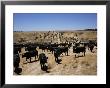 Cattle Transhumance, Spain by Robin Hanbury-Tenison Limited Edition Print