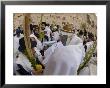 Sukot Festival, Jews In Prayer Shawls Holding Lulav And Etrog, Praying By The Western Wall, Israel by Eitan Simanor Limited Edition Print
