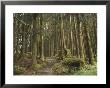Cedar Forest, Alishan National Forest Recreation Area, Chiayi County, Taiwan by Christian Kober Limited Edition Print