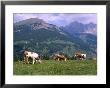 Cows Grazing At Monte Pana And Leodle Geisler Odles Range In Background, Dolomites, Italy by Richard Nebesky Limited Edition Print