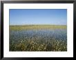 The Everglades, Everglades National Park, Florida, United States Of America (Usa), North America by Philip Craven Limited Edition Print