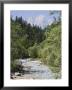 Bistrica River And Forest With Stenar Mountain Beyond In Summer, Triglav National Park, Mojstrana by Pearl Bucknall Limited Edition Print