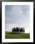 Cypresses In Corn Field Near San Quirico, Val D'orcia, Tuscany, Italy by Angelo Cavalli Limited Edition Print