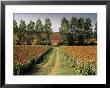 Millet Field Near Condom, Gascony, Midi-Pyrenees, France by Michael Busselle Limited Edition Print
