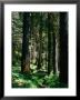 Forest, Usa by Kraig Lieb Limited Edition Print