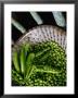 Fresh Green Peas In Bowl, Melbourne, Victoria, Australia by John Hay Limited Edition Print
