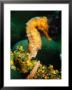 Orange Long Nose Seahorse (Hippocampus Reidi), Belize by Mark Webster Limited Edition Print