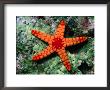 Sea Star (Fromia Monillis) by Michael Aw Limited Edition Print