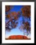 Desert Oaks Frame Uluru (Ayers Rock), Uluru-Kata Tjuta National Park, Northern Territory, Australia by Paul Sinclair Limited Edition Pricing Art Print