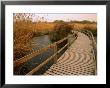 Raised Walkway Through Marshlands, Azraq Wetlands Reserve, Amman, Jordan by Mark Daffey Limited Edition Print