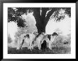 Three Mythe Borzois Belonging To Miss E.M. Robinson Standing Under A Tree by Thomas Fall Limited Edition Print