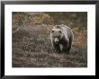 A Grizzly Walks Toward The Camera With A Serious And Threatening Look by Michael S. Quinton Limited Edition Print