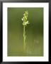 Lesser Butterfly Orchid In Grassland, Oxfordshire, Uk by Elliott Neep Limited Edition Print