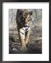 Bengal Tiger, 3 Year Old Male, India by Mike Powles Limited Edition Pricing Art Print
