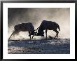 Greater Kudu, Males Fighting, Botswana by Mike Powles Limited Edition Pricing Art Print