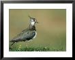 Lapwing, Vanellus Vanellus, Adult Scotland, Uk, July by Mark Hamblin Limited Edition Pricing Art Print