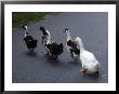 Ducks Waddle Across A Street by Stacy Gold Limited Edition Print