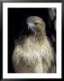 Immature Red-Tailed Hawk, Wildlife West Nature Park, New Mexico, Usa by Maresa Pryor Limited Edition Print