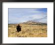 Yellowstone National Park, Wyoming, Usa by Rolf Nussbaumer Limited Edition Print
