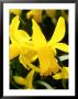 Narcissus, February Gold (Daffodil), Close-Up Of Yellow Flower by Mark Bolton Limited Edition Print